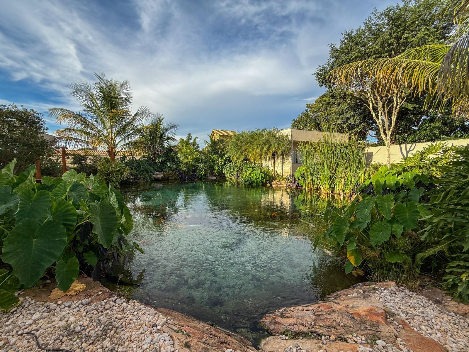 Lago natural com peixes koi